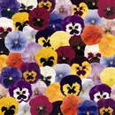 Draw Inspiration From Benary's New Pansies