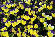 Pansies, Violas And The "What Else Is There" Crowd