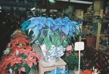 Online Only: How Did Poinsettias Fare In 2008?
