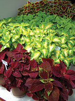 New Varieties Guide 2009: Ball Horticultural Co.