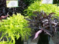 Bodger's Jones Buys Botanicals Division