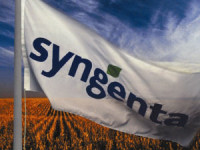 Syngenta Buys Yoder's Mum And Asters Lines