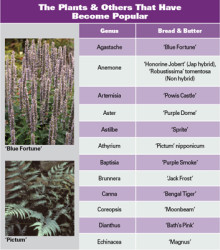 The Bread And Butter Of Perennials