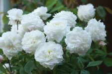 David Austin Roses Releases New Varieties