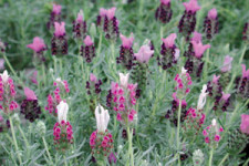 Production Tips For Top Performers: Lavandula Stoechas