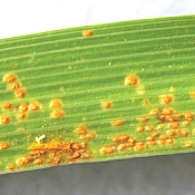 Insect & Disease ID And Diagnosis Guide: Rusts And Mildew