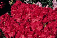 Briggs Nursery Introduces New Rhododendrons