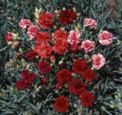 'Can Can Cocktail Party' Dianthus caryophyllus from Sakata