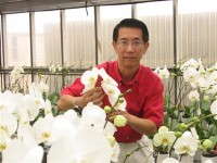 Orchids Produced By Matsui Nursery [Slideshow]