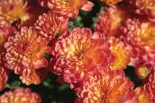 Syngenta Unveils Chrysanthemum & Aster Assortments