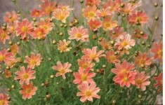 'Sweet Marmalade' For Perennial Lovers