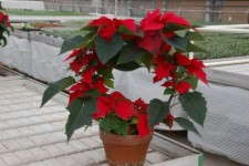Peace Tree's Poinsettias: Differentiation The Selling Point