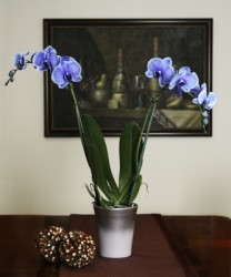 Blue Mystique Orchid: What You've Told Us