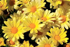 Argyranthemum 'Flutterby Yellow'