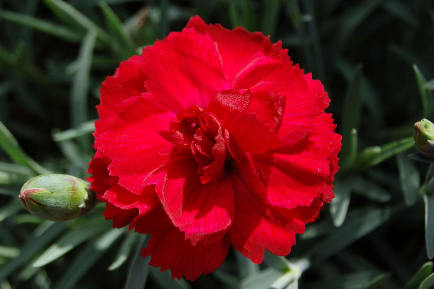 Dianthus 'Early Bird Radiance' From PlantHaven - Greenhouse Grower