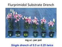 Figure 1. 'Star Gazer' oriental lilies (size 16/18 bulbs) treated with 4.0-fluid-ounce drenches providing flurprimidol at 0.0 to 4.0 mg a.i. per pot. Applying a single drench of 0.5 mg active ingredient (a.i.) per pot or two split applications of 0.25 mg a.i. controlled excessive stretch of Oriental lilies.