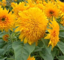 Sunflower 'Goldie' F1