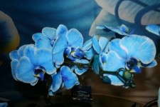 'Blue Diamond' orchid