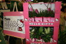 Hello Kitty display