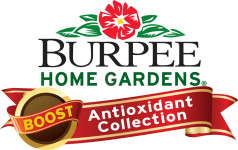 Burpee Boost Logo