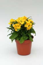 Wallflower F1 'Sugar Rush' in yellow
