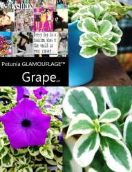 Hort Couture's 'Glamouflage Grape'
