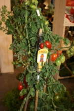 Hishtil's Two On One concept features two tomato varieties on a single bush.