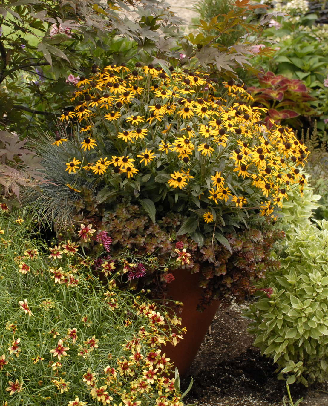 Rudbeckia ‘Goldsturm’ Versus ‘Little Goldstar’ - Greenhouse Grower