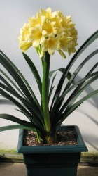 'Longwood Fireworks' clivia