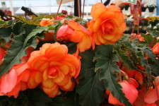 Begonia 'Arcadia Apricot Bicolor' From Ecke Ranch