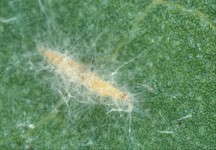Thrips under attack from an insect-killing fungus.