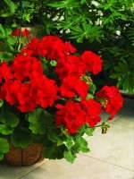 'Calliope Dark Red' geranium