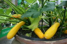 'Easy Pick Gold' Zucchini From PanAmerican Seed