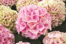 Hydrangea ‘Everlasting Ocean’ flowers change to dark pink and develop creamy picotee markings.