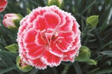 Dianthus ‘Coral Reef’