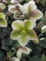 Helleborus 'Ivory Prince'