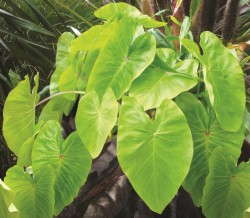 Colocasia 'Maui Gold' from Plant Haven