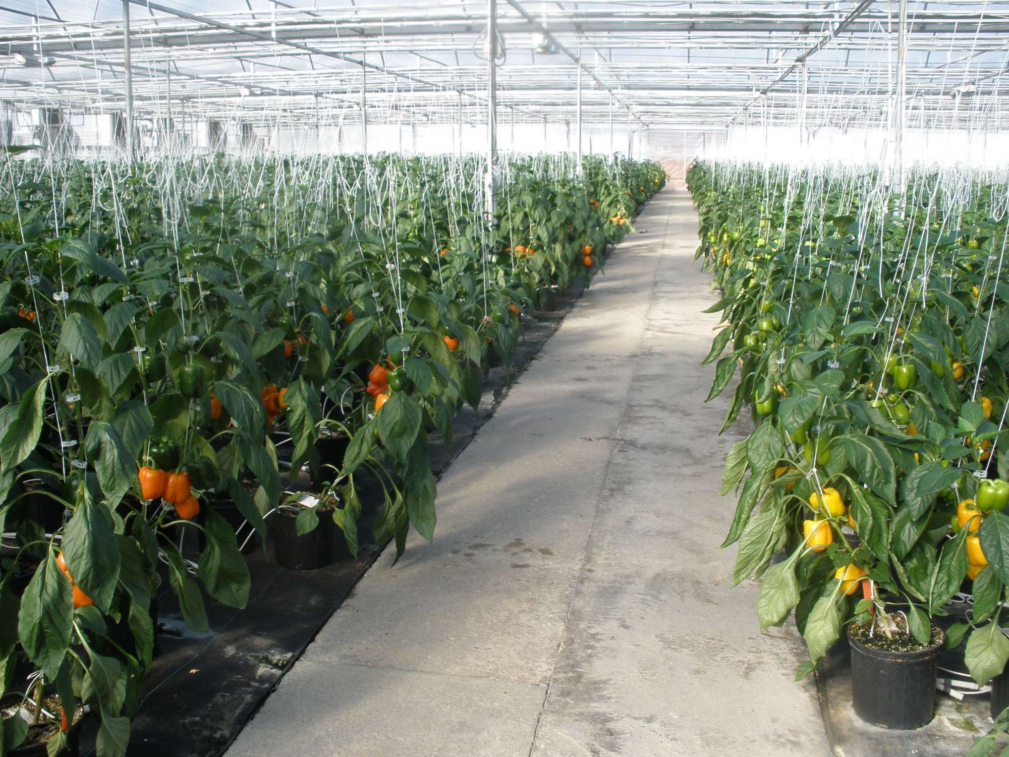 Three Keys To Success In Greenhouse Vegetables Greenhouse Grower 