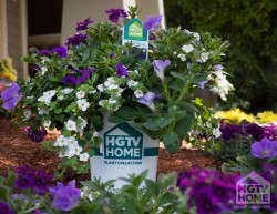 The HGTV HOME Plant Collection