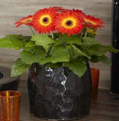 Gerbera 'Flori Line Dark Fireball' from Florist Holland
