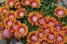 Delosperma ‘Fire Spinner’