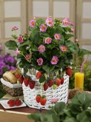 Fragaria 'Gasana'