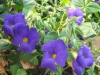 Thunbergia 'Samantha'