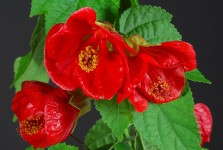 Abutilon 'Lucky Lantern Red' from Plant Haven