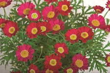 Argyranthemum 'Sassy Red' from Syngenta/Goldfisch