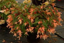 Begonia 'Summerwings Apricot' from Cultivaris