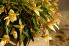 Begonia 'Summerwings Vanilla' from Cultivaris