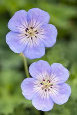 Geranium 'Azure Rush' from Blooms of Bressingham