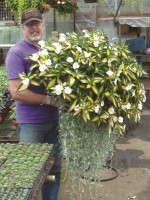 Scott Titus with a basket of Impatiens ‘SunPatiens Spreading White’ with Dichondra ‘Silver Falls’