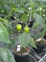 Greenhouse Pepper Irrigation